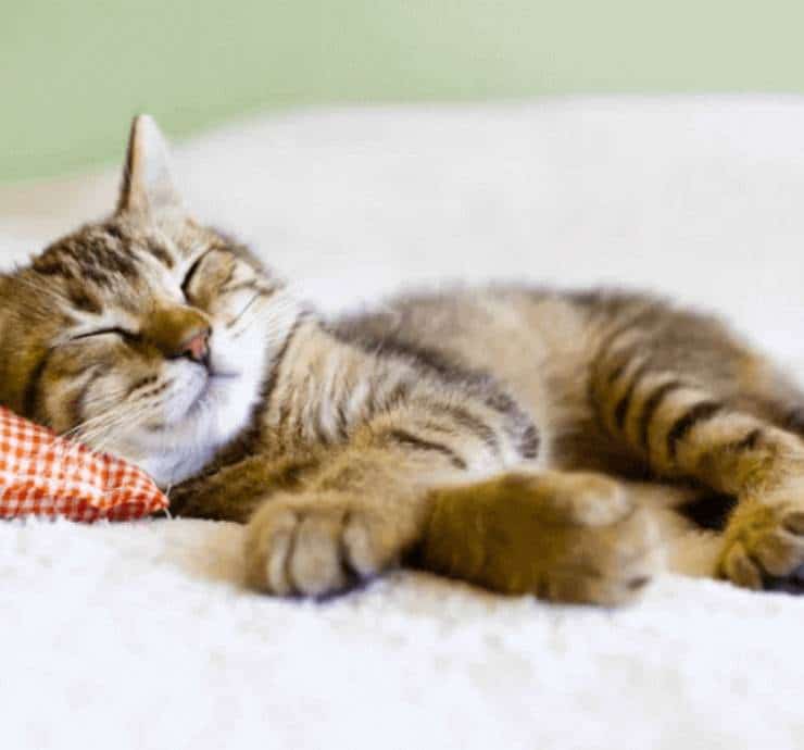 The Rules of Napping